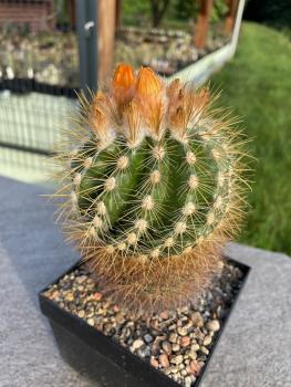 Parodia spec. orange
